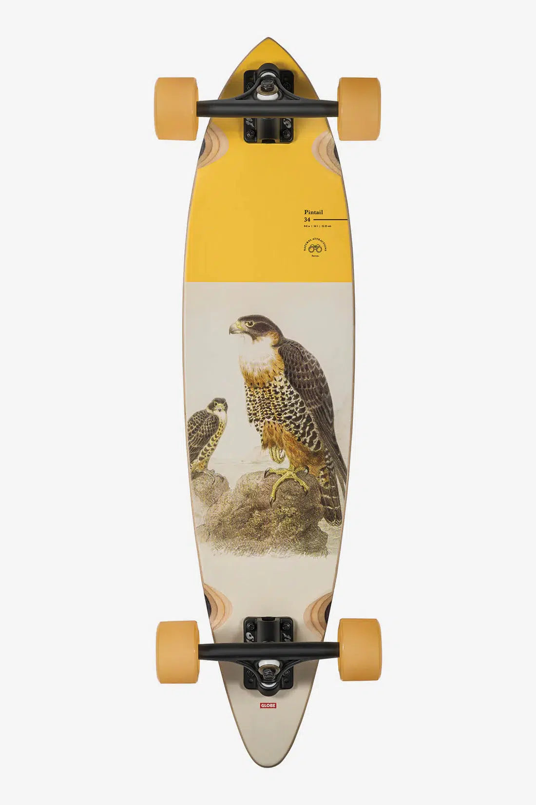 Pintail - Falcon - Longboard 34"